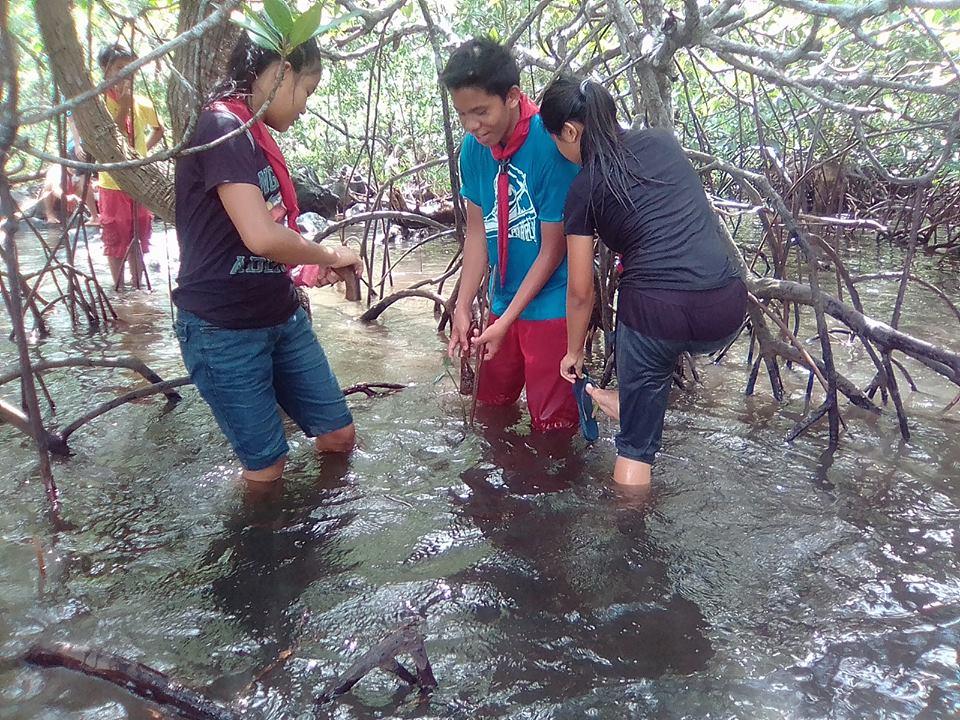 Mangrove Reforestation