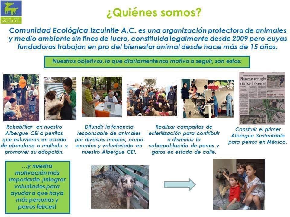 CONSTRUCCIÓN ECOLÓGICA PARA PERROS 