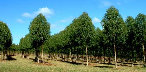 Reforestation Camp