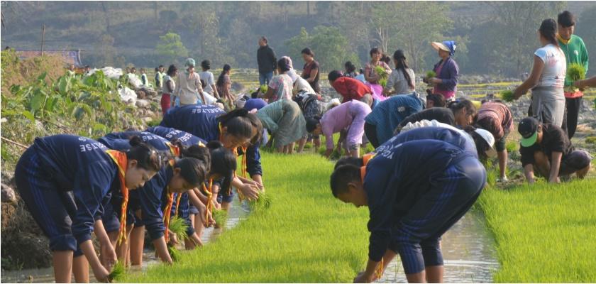 Paddy plantation