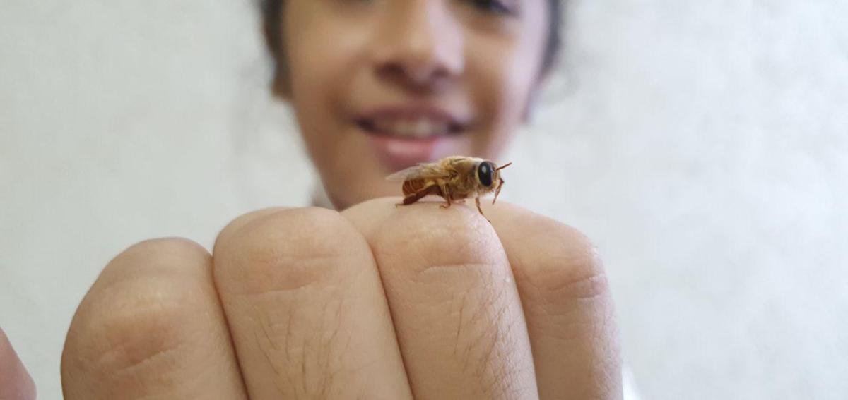 Bee Sustentable