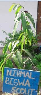 Taking care of Plants