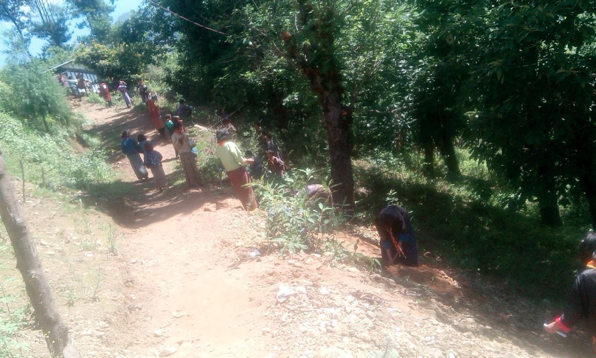 Tree plantation in the school campus