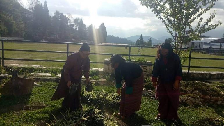 Plantation of saplings