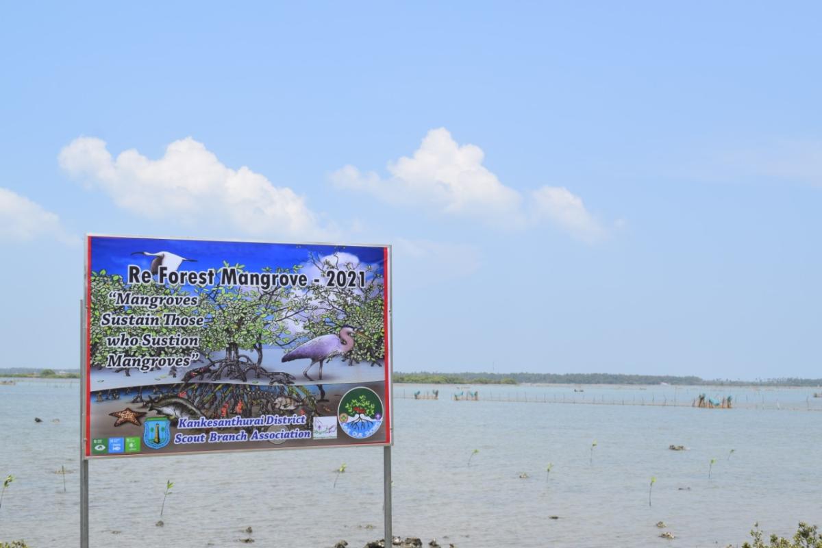 mangrove planting