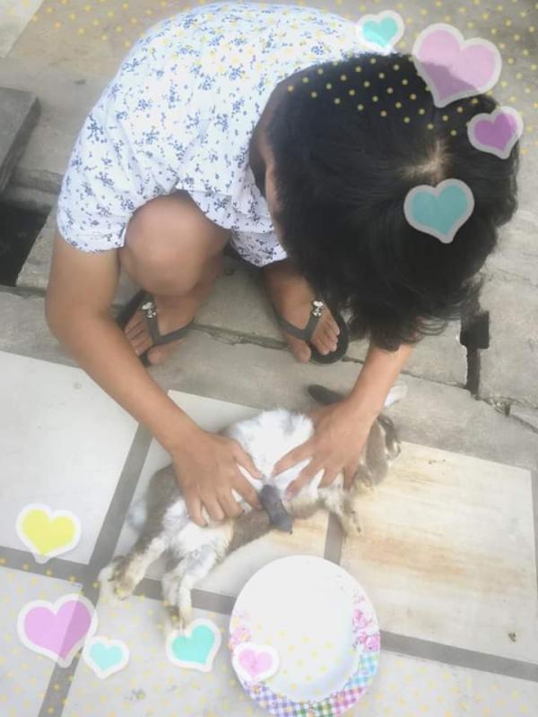 ช่วยทำคลอดกระต่าย