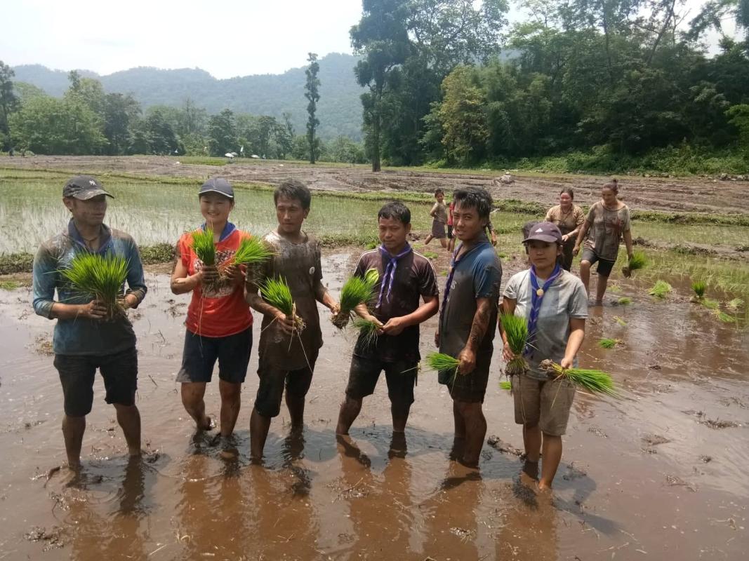 paddy plantation