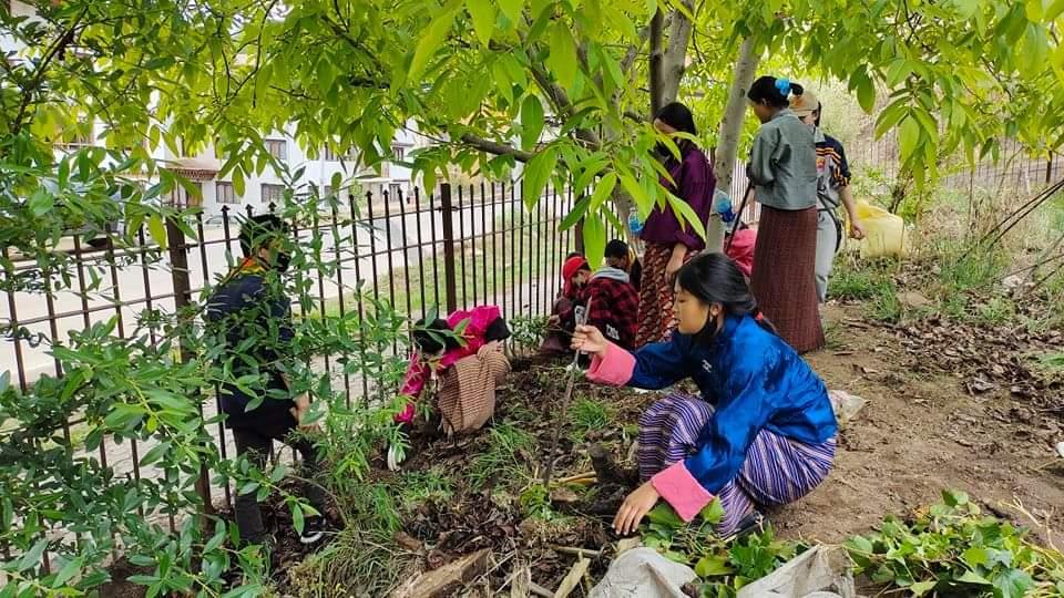 Scouts for plantation