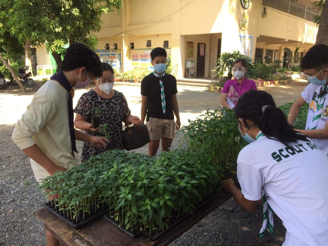 Messengers of Peace: Vegetable Seedlings Pantry
