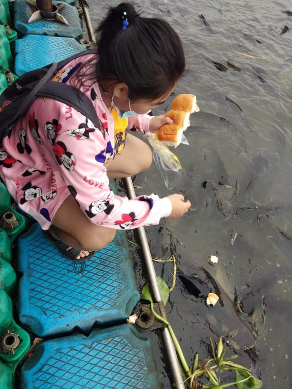 ให้อาหารปลา