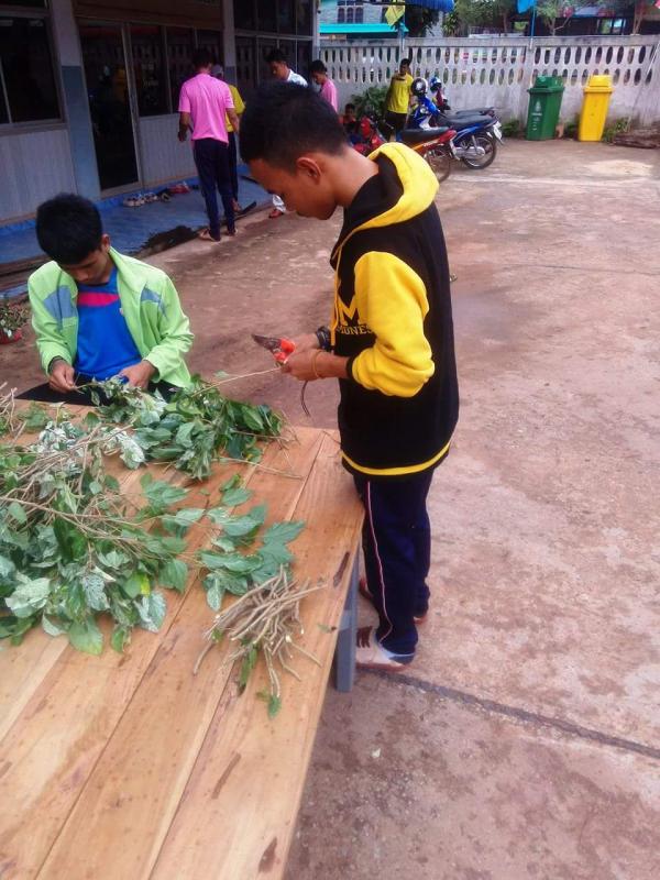 ตัดแต่งกิ่งต้นไม้เพื่อนำไปปลูก