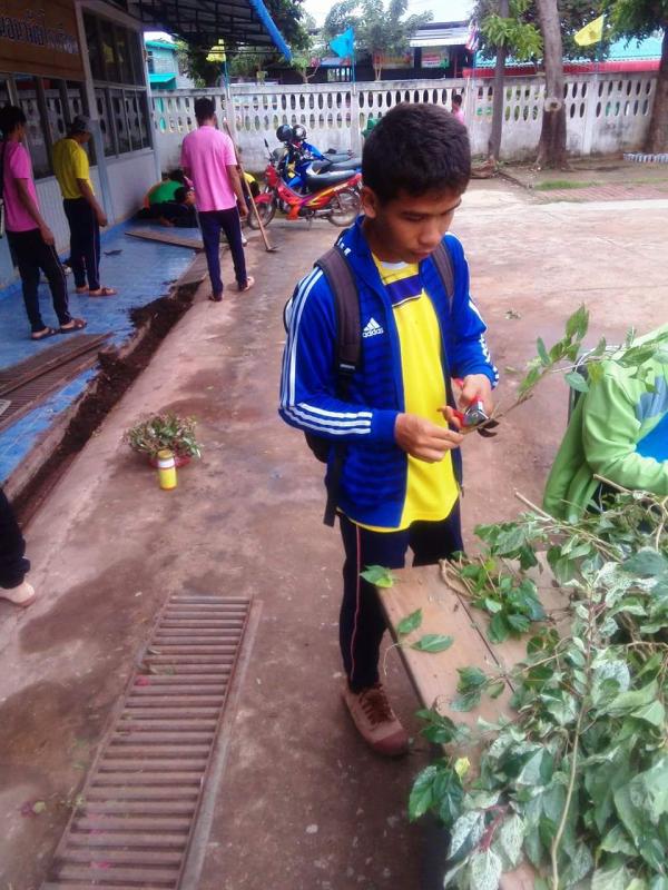 ตัดต้นไม้เพาะปลูก
