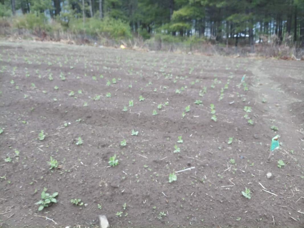 Agriculture work