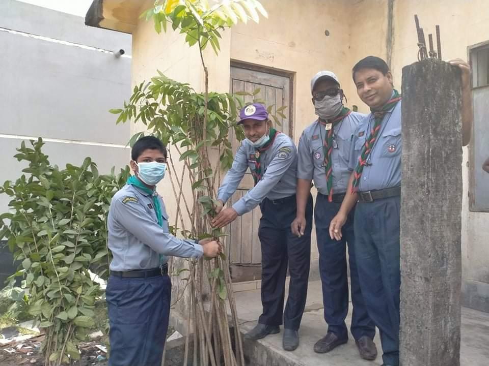 Distribution of Trees