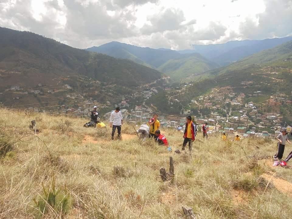 Tree plantation 