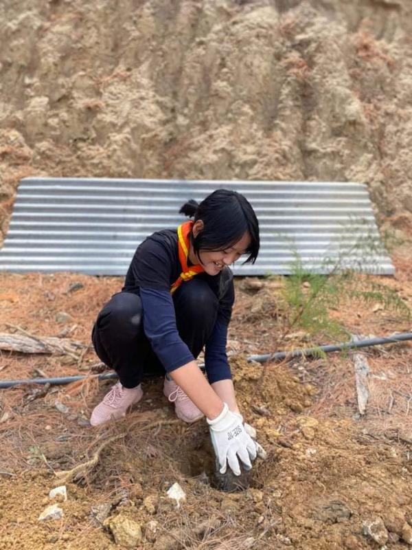 Sapling plantation