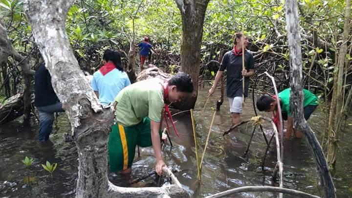 Mangrove planting