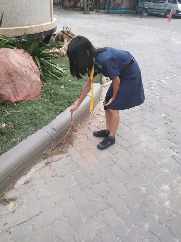 เก็บเศษไม้