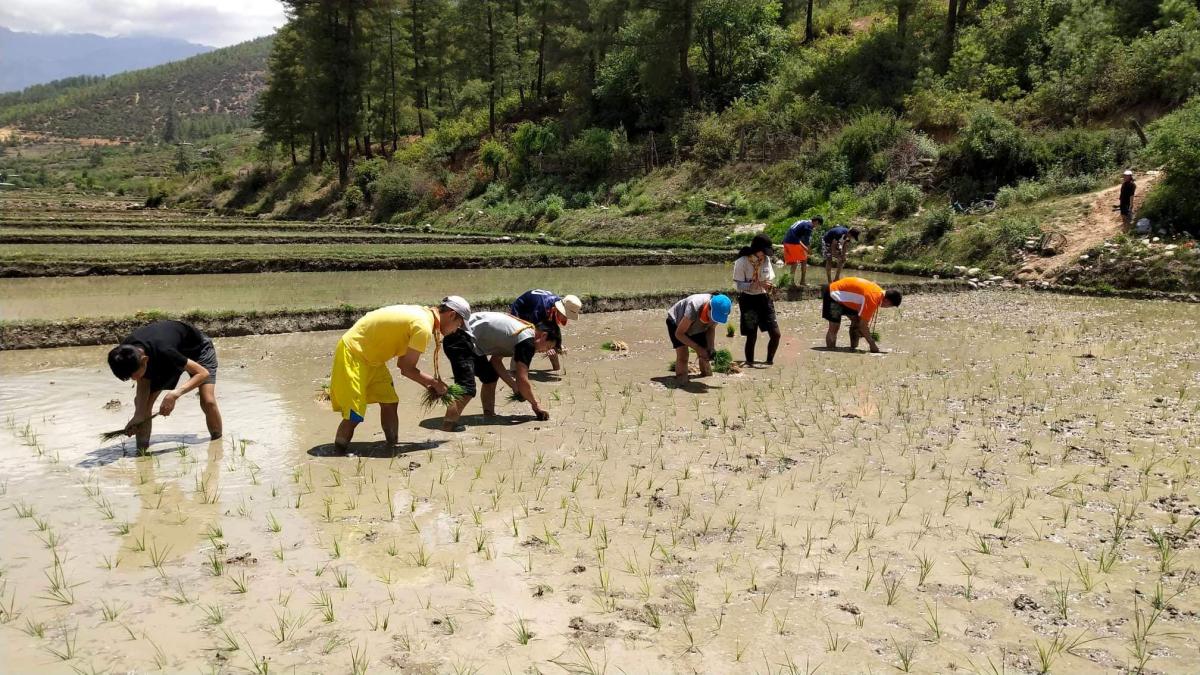 community service (paddy cultivation)