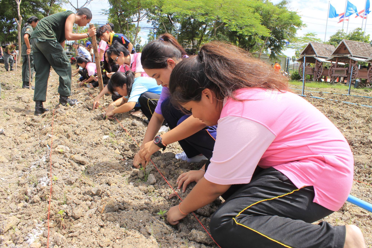 ร่วมปลูกดอกดาวเรือง น้อมรำลึกในหลวงรัชกาลที่9
