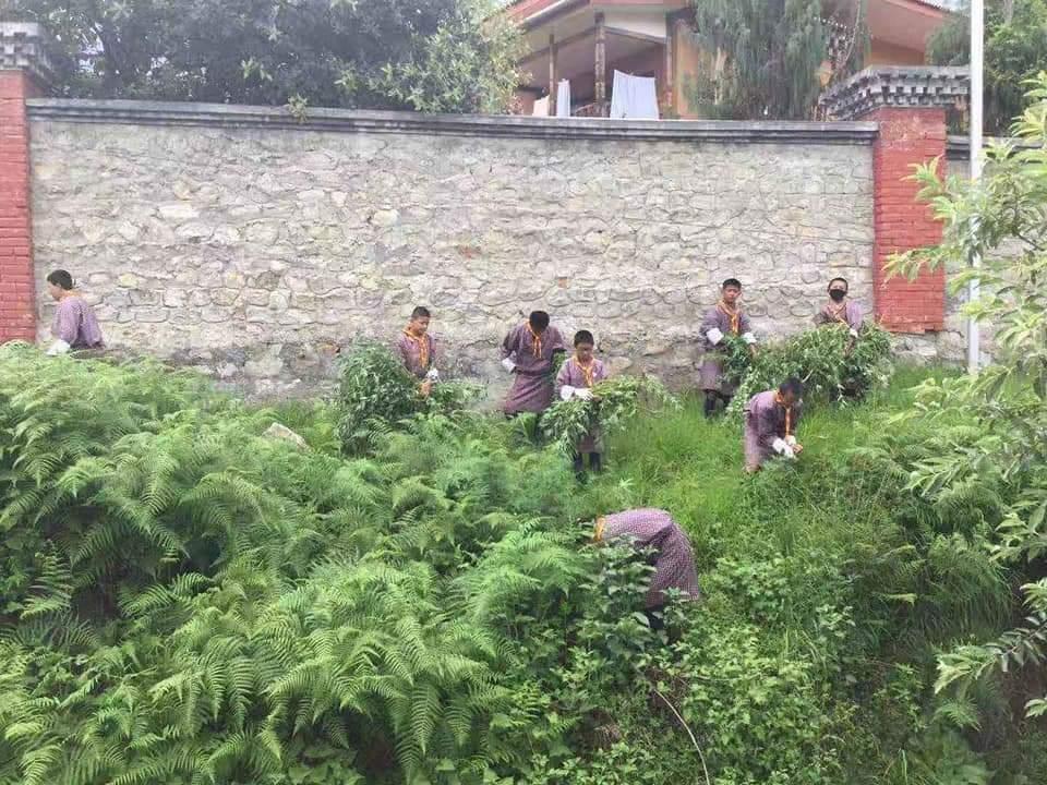 Uprooting of marijuana 