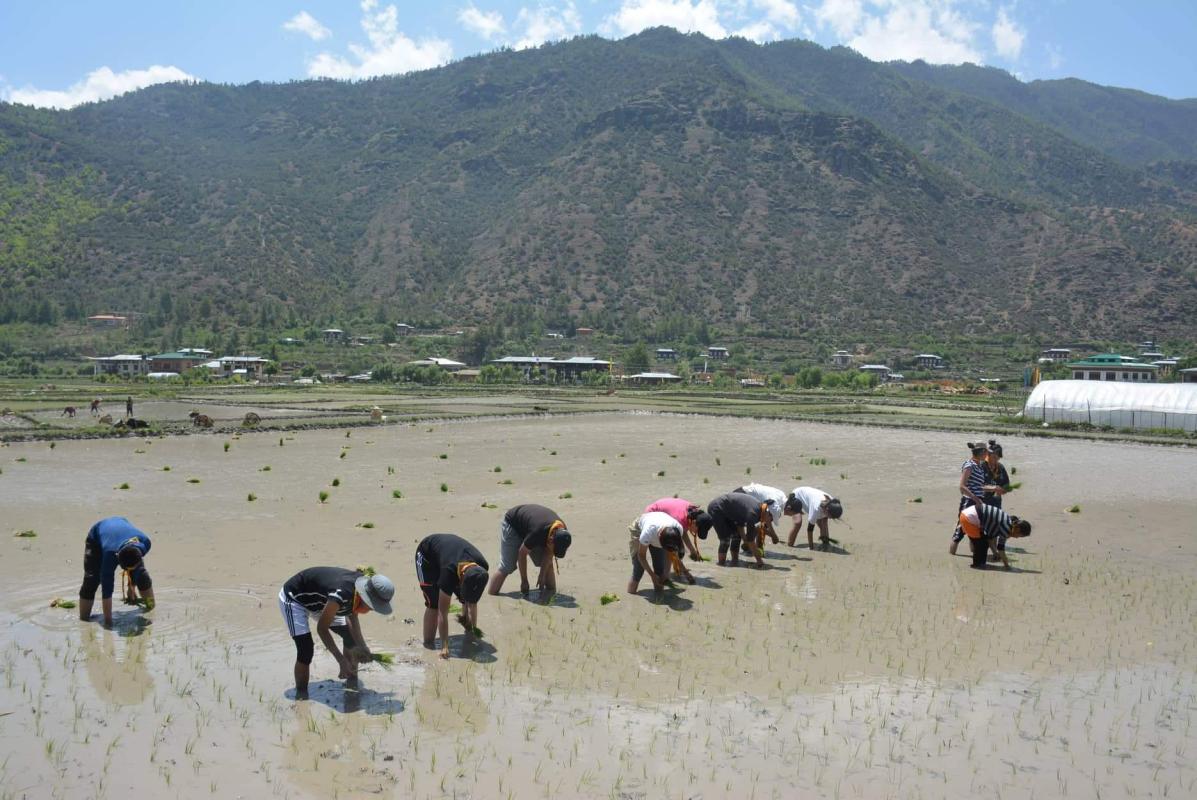 paddy cultivation