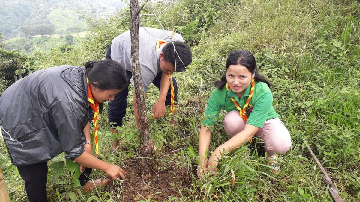 Clearing bushes around sapling that was planted on 2nd june