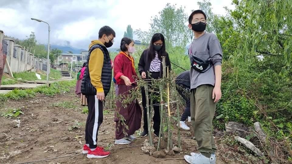 Tree Plantation 