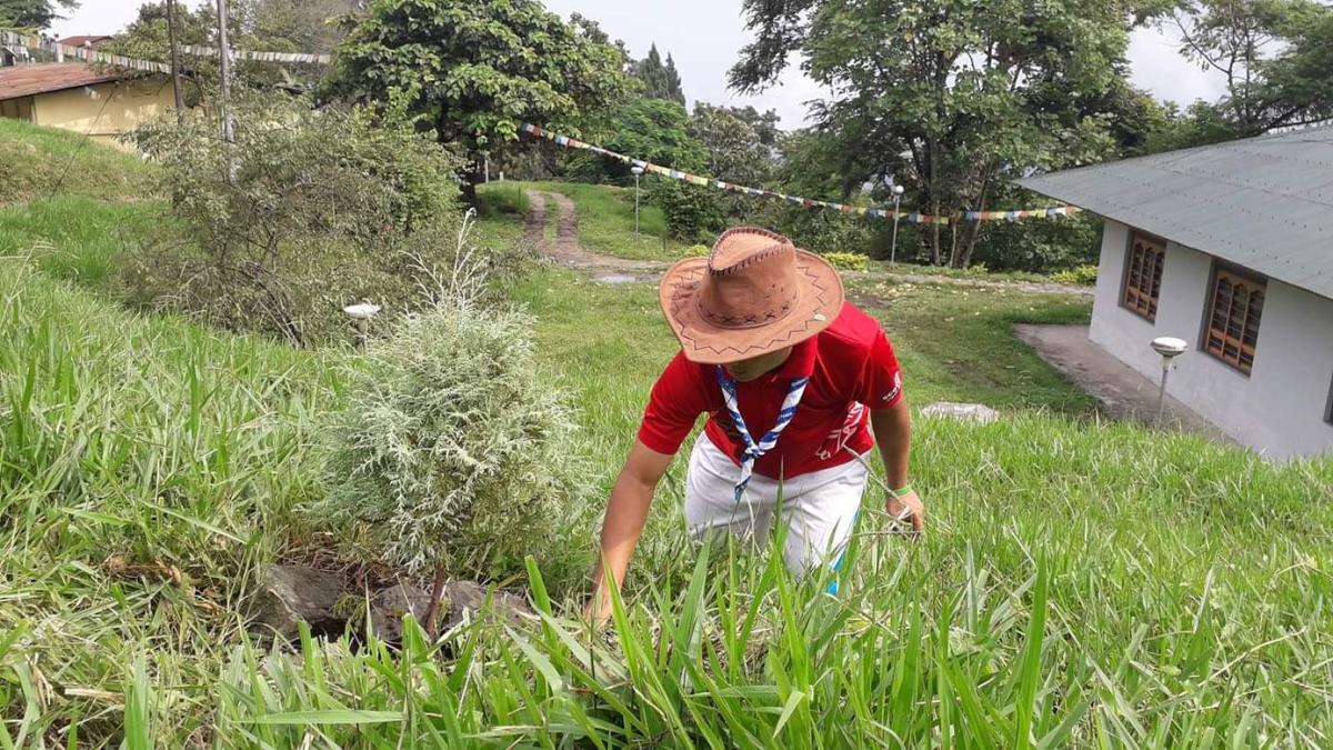 Save Sapling