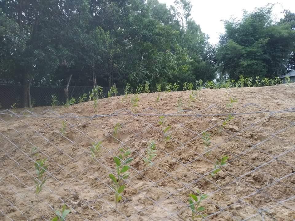 Tree Plantation  Program