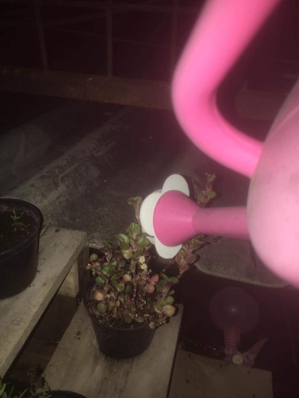 ลดน้ำต้นไม้