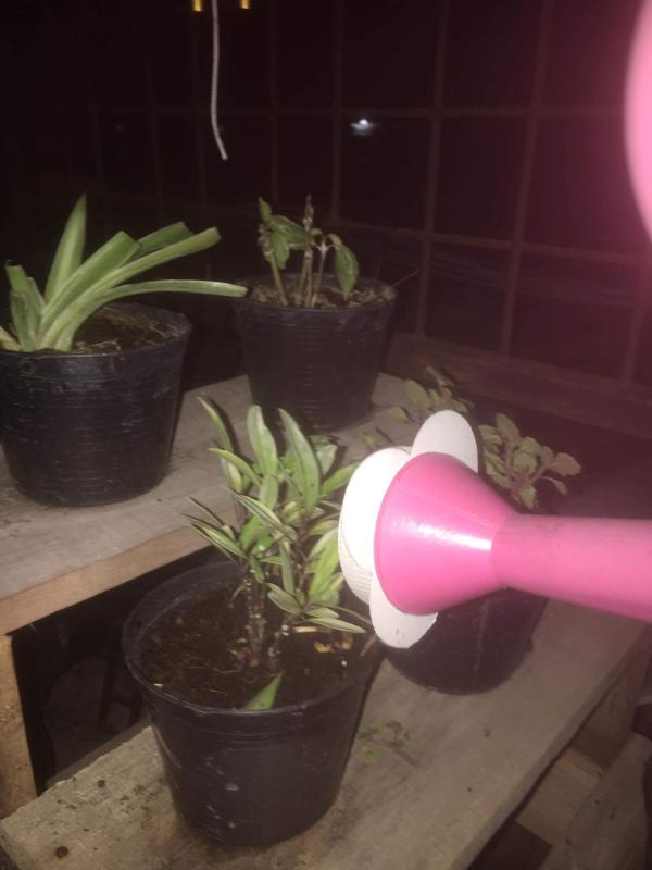 ลดน้ำต้นไม้