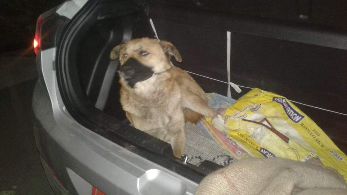 Kind to animal 