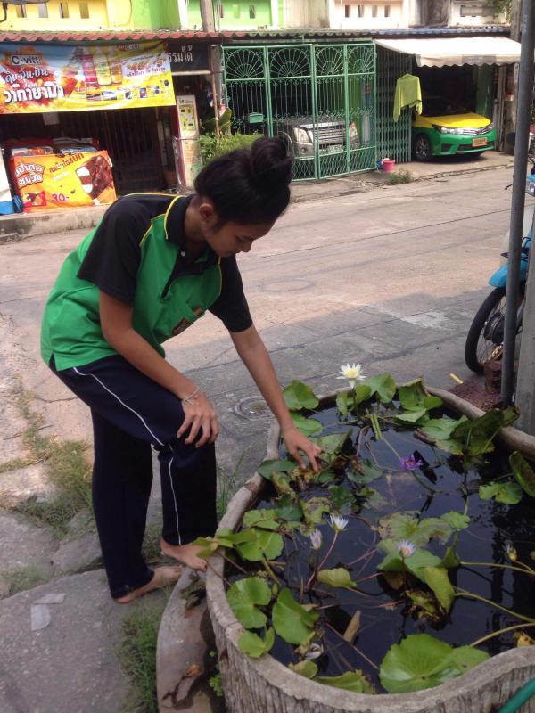 ให้อาหารปลา