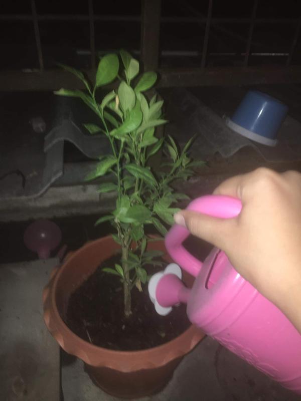 ลดน้ำต้นไม้