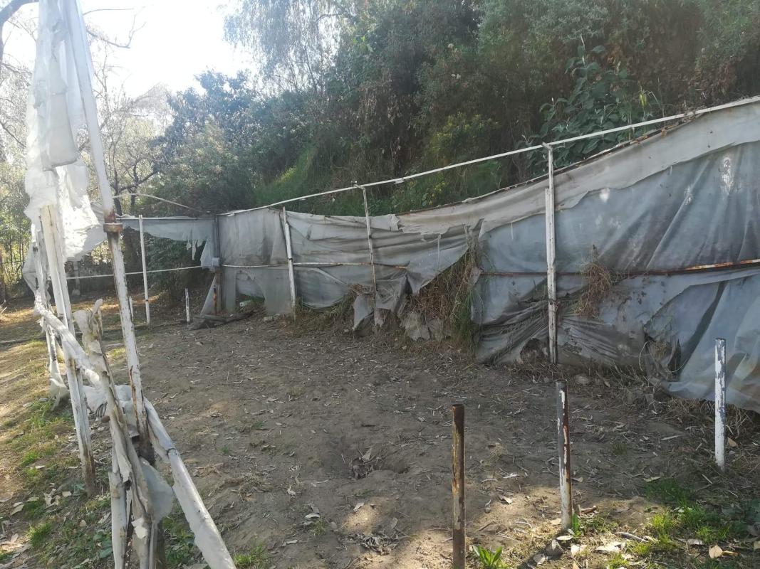 Cultivo de rabanos en llantas de auto 