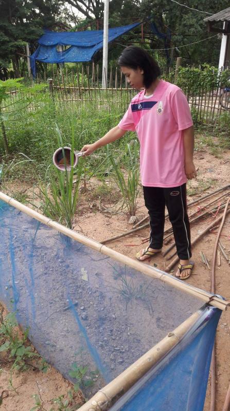 ลดน้ำสวนผัก