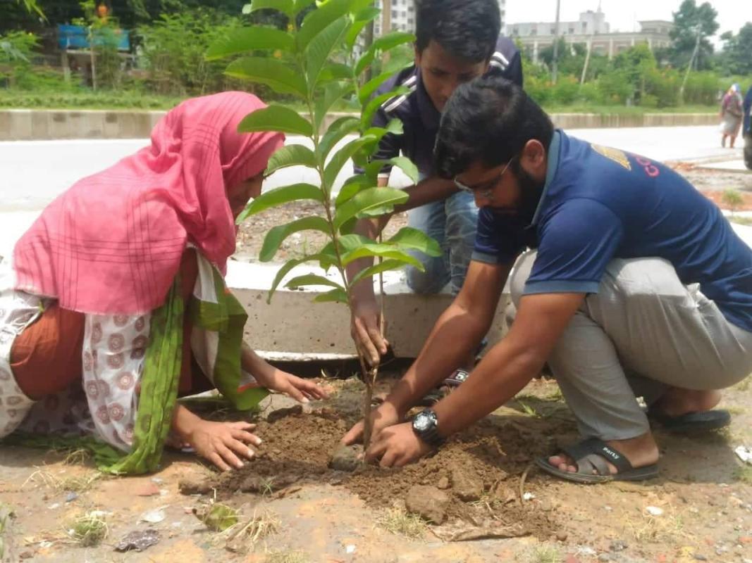 Tree plantation 