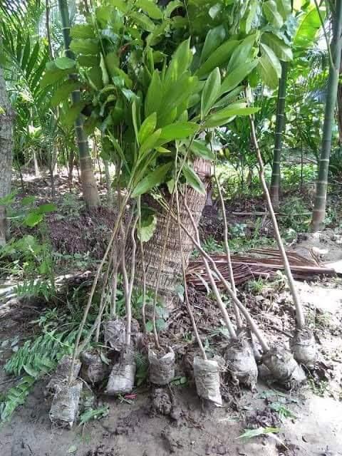 বৃক্ষরোপণ কার্যক্রম