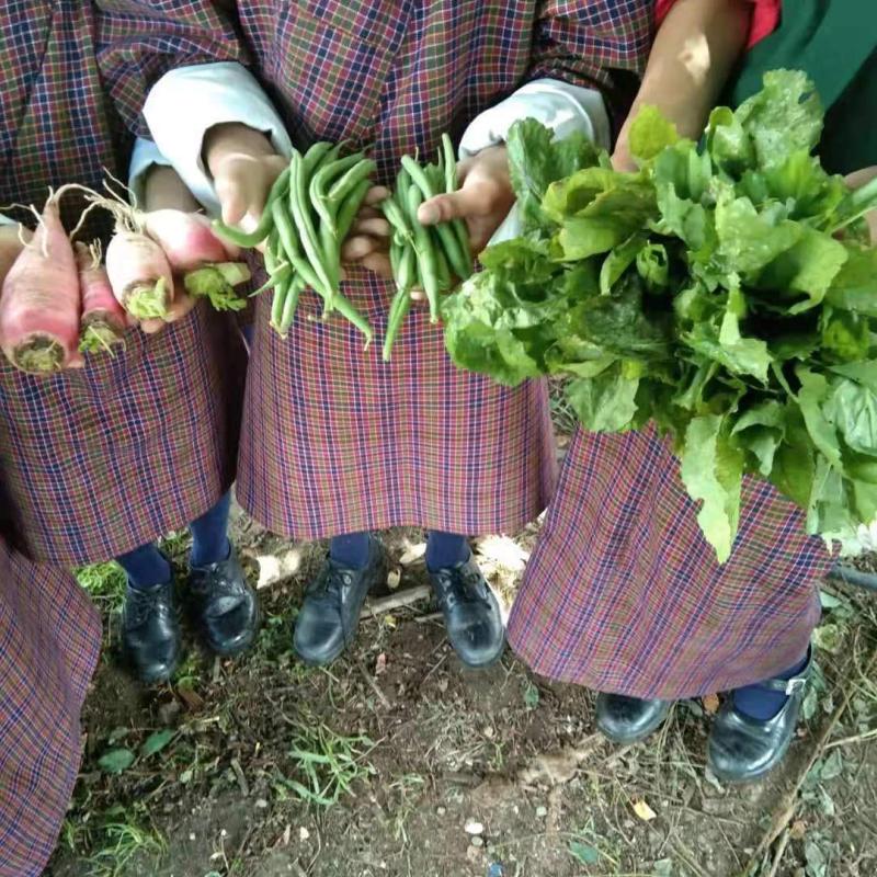 Plantation of Vegetables 