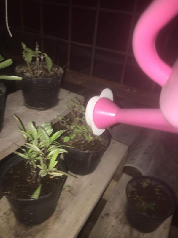 ลดน้ำต้นไม้ เพื่อให้ต้นไม้โตเร็วขึ้น