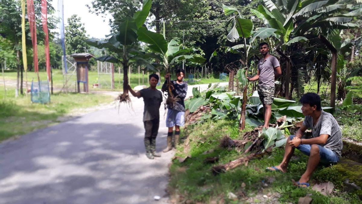 Plantation of banana trees