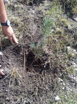 Importancia de la reforestación en Puebla