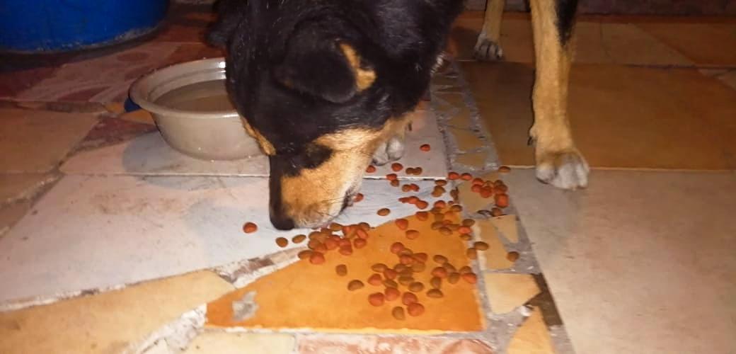 Alimentando a Mi Mejor Amigo