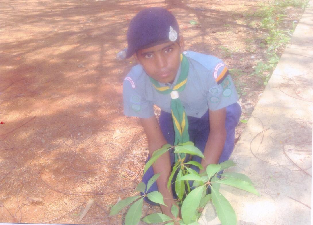 Preservation of greenery