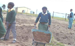 Indigenous Plants and Vegetable Garden
