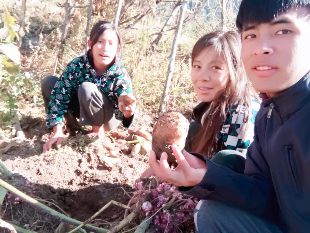 Harvesting ground apple