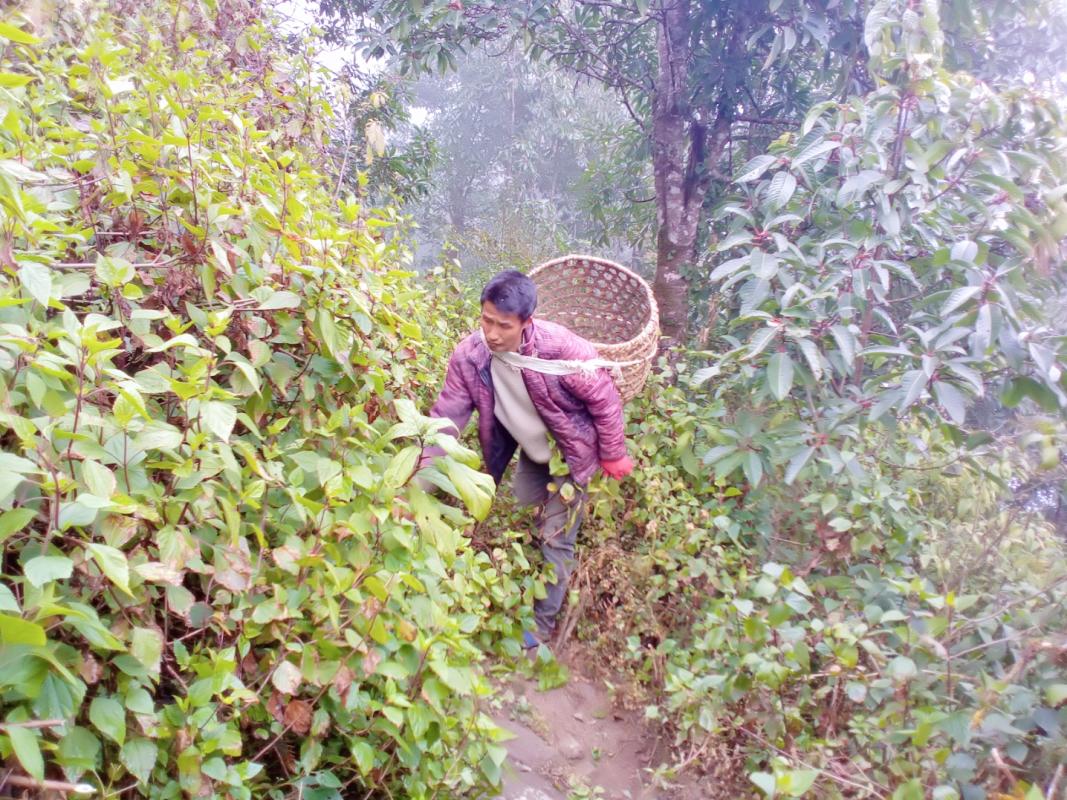 Collecting fire wood