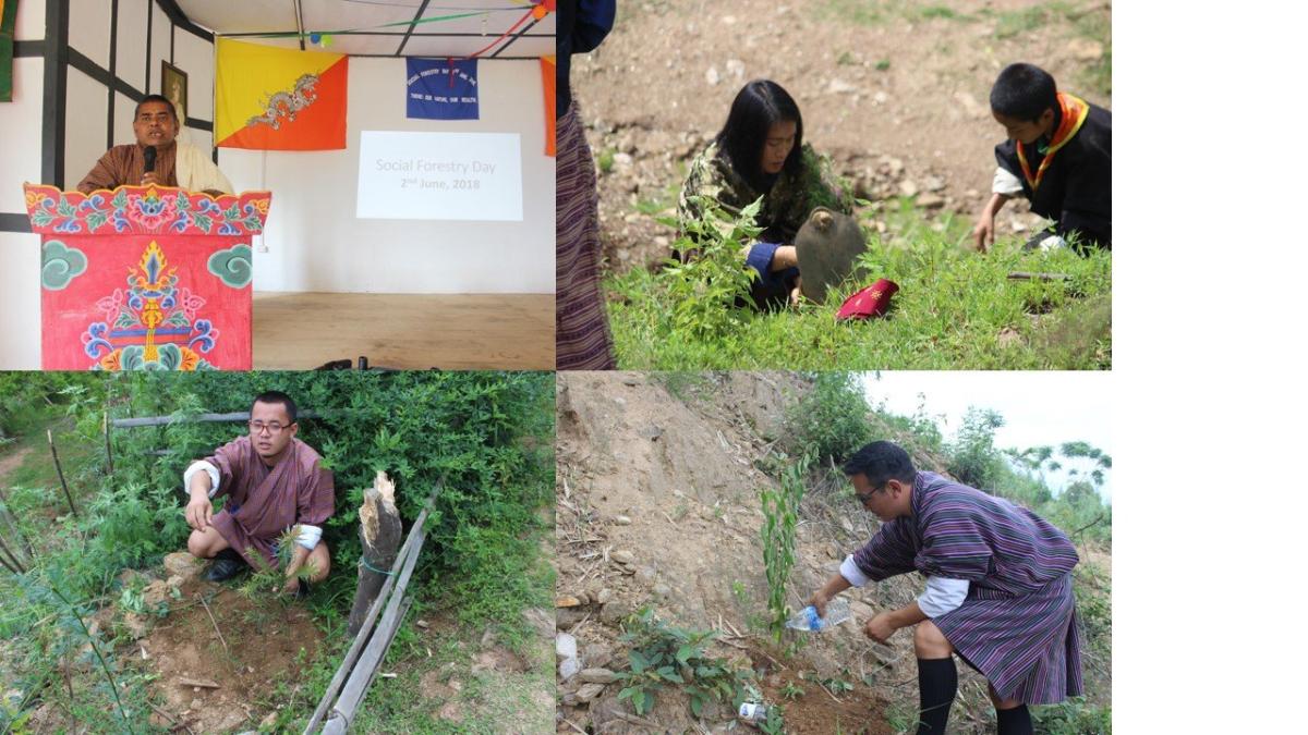 Sapling plantation coinciding with Social forestry day 