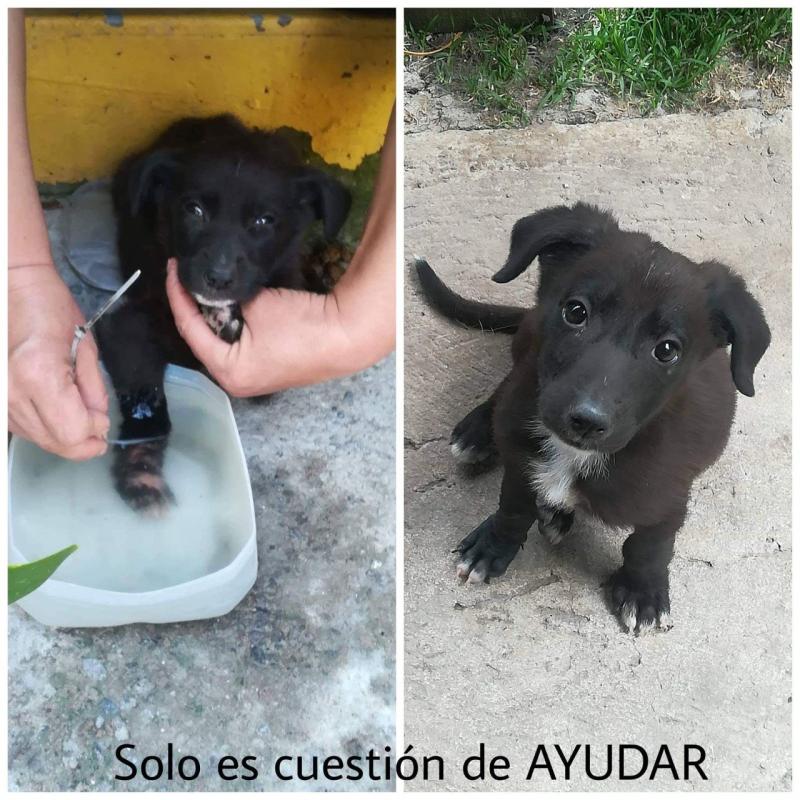 Patitas Felices Scouts 